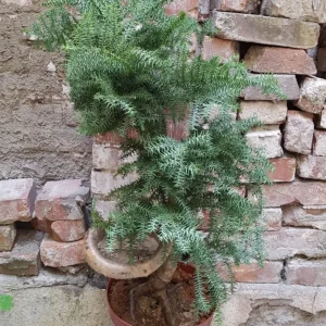Bonsai Araucaria Cunninghamii H95 cm