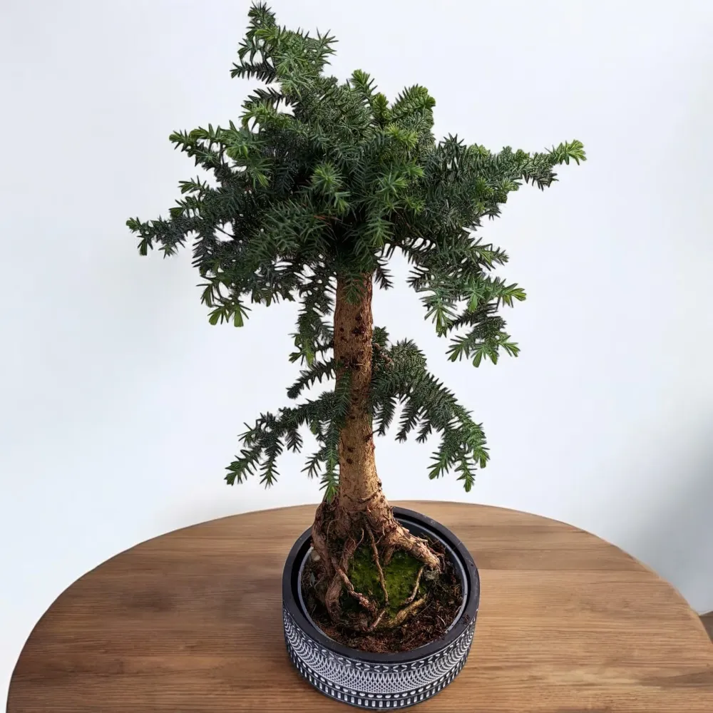 Bonsai Araucaria Cunninghamii vas deco
