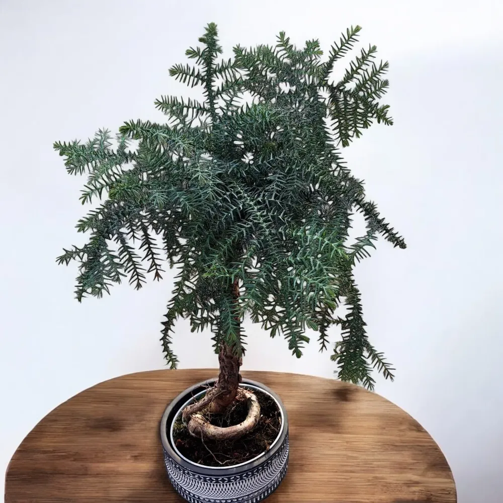 Bonsai Araucaria Cunninghamii vas deco