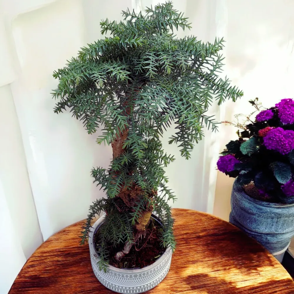 Bonsai Araucaria Cunninghamii vas deco