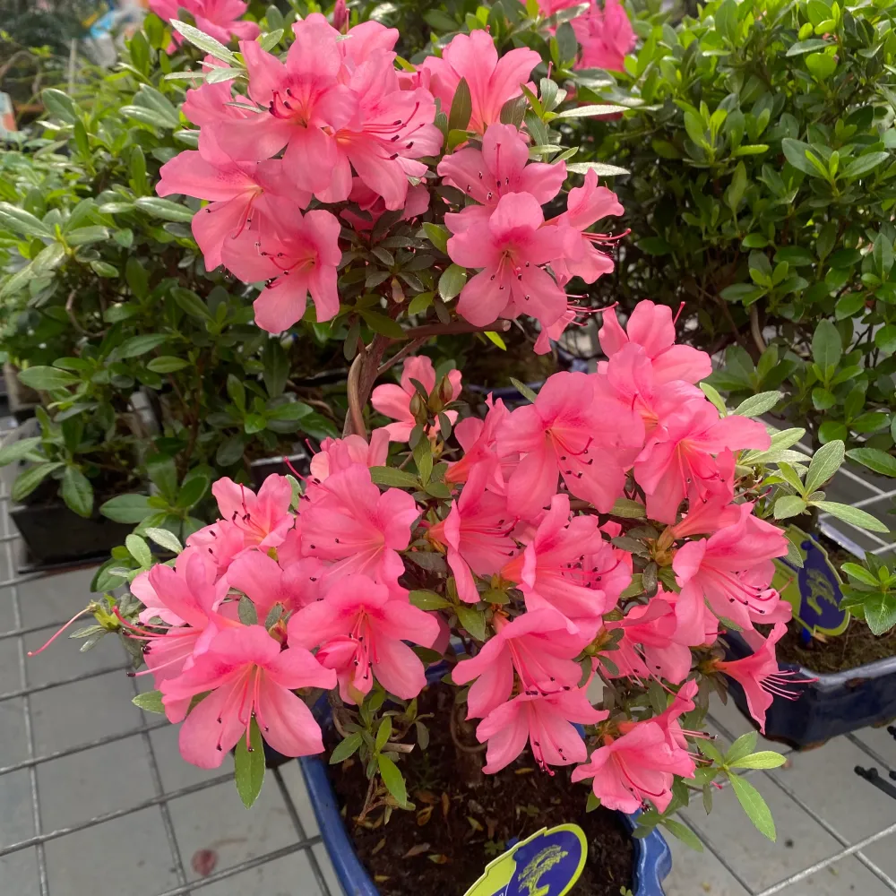Bonsai Azalea Japonica (Rhododendron)