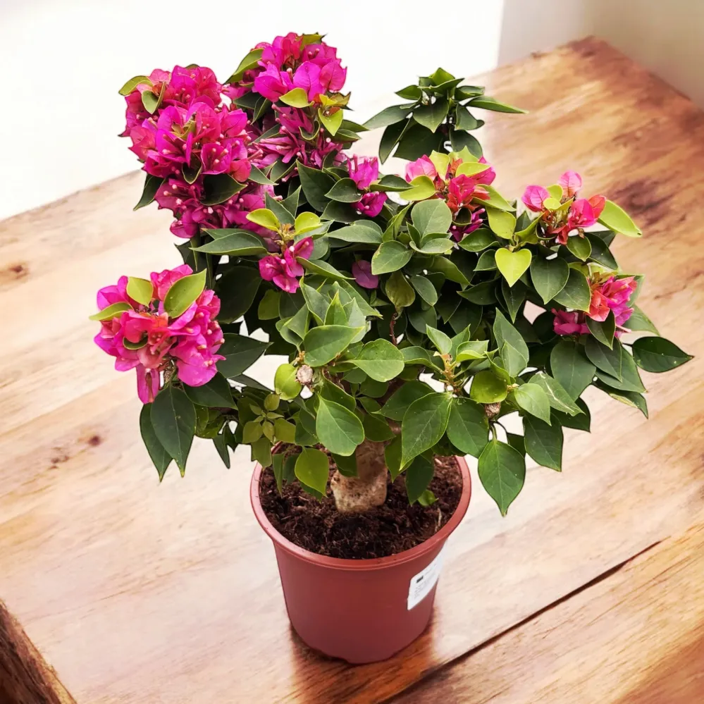 Bonsai ‘Bougainvillea’