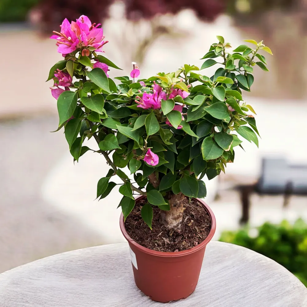 Bonsai ‘Bougainvillea’