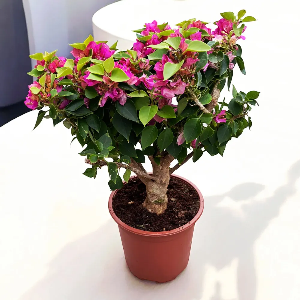Bonsai ‘Bougainvillea’
