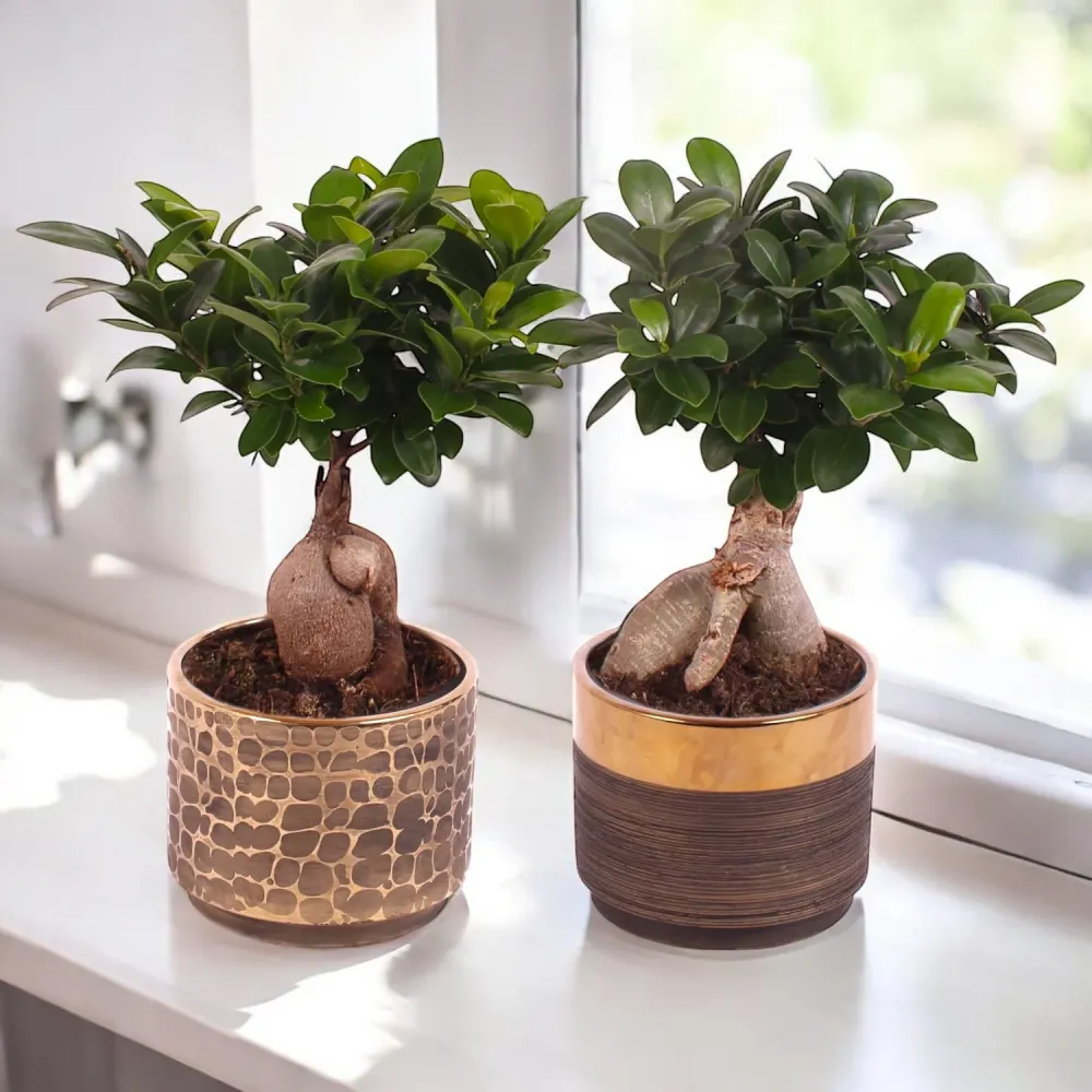 Bonsai - Ficus microcarpa ‘Ginseng’