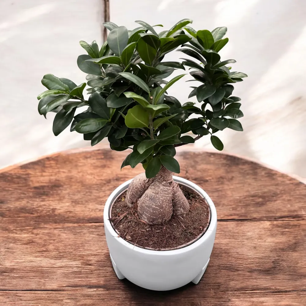Bonsai Ficus Microcarpa Ginseng (copacul vietii)