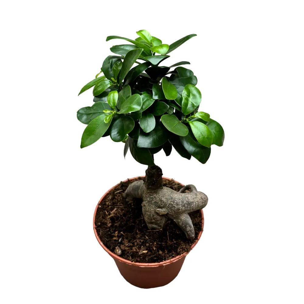 Bonsai - Ficus Microcarpa Ginseng D15