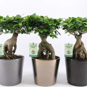 Bonsai Ficus Microcarpa Ginseng D19 - copacul vietii