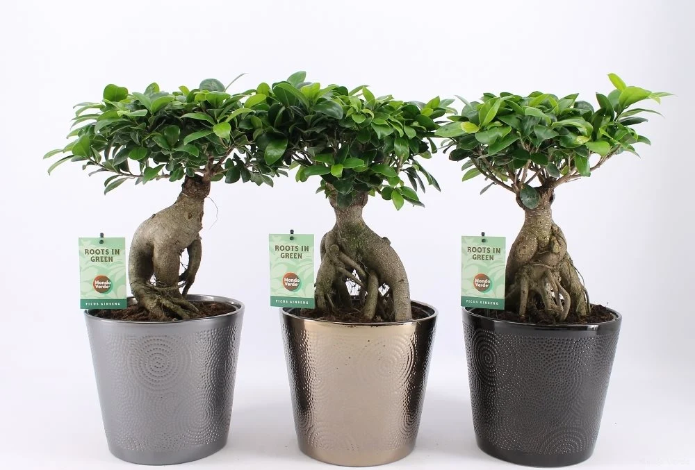 Bonsai Ficus Microcarpa Ginseng D19 - copacul vietii