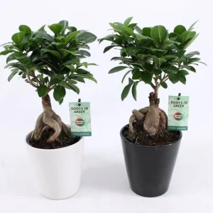 Bonsai - Ficus Microcarpa Ginseng (vas deco inclus)