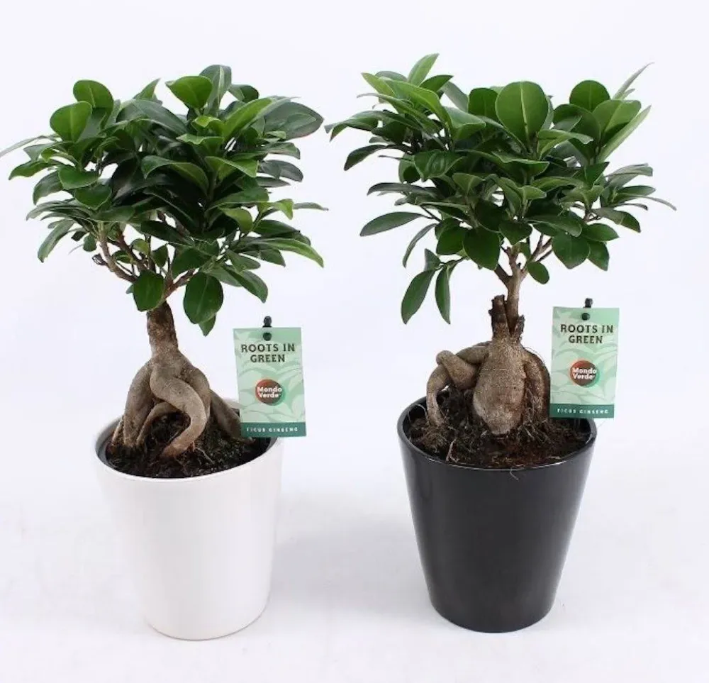 Bonsai - Ficus Microcarpa Ginseng (vas deco inclus)