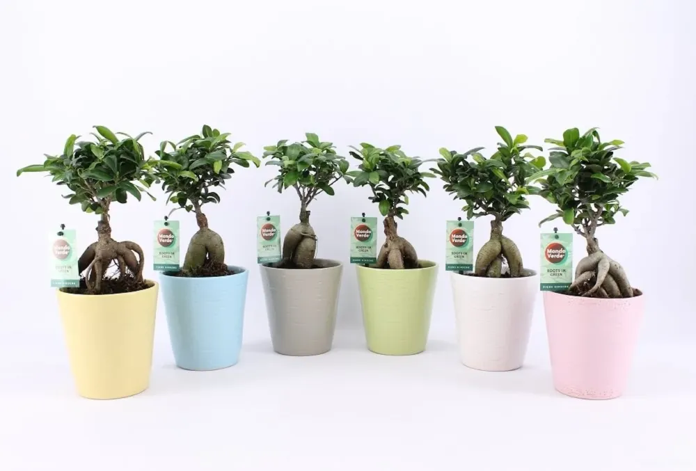 Bonsai - Ficus Microcarpa Ginseng (vas deco inclus)