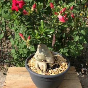 Bonsai cu flori - Trandafirul Desertului XXL