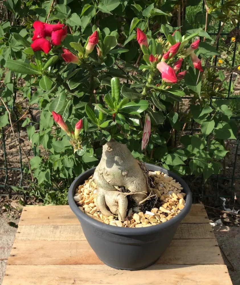 Bonsai cu flori - Trandafirul Desertului XXL