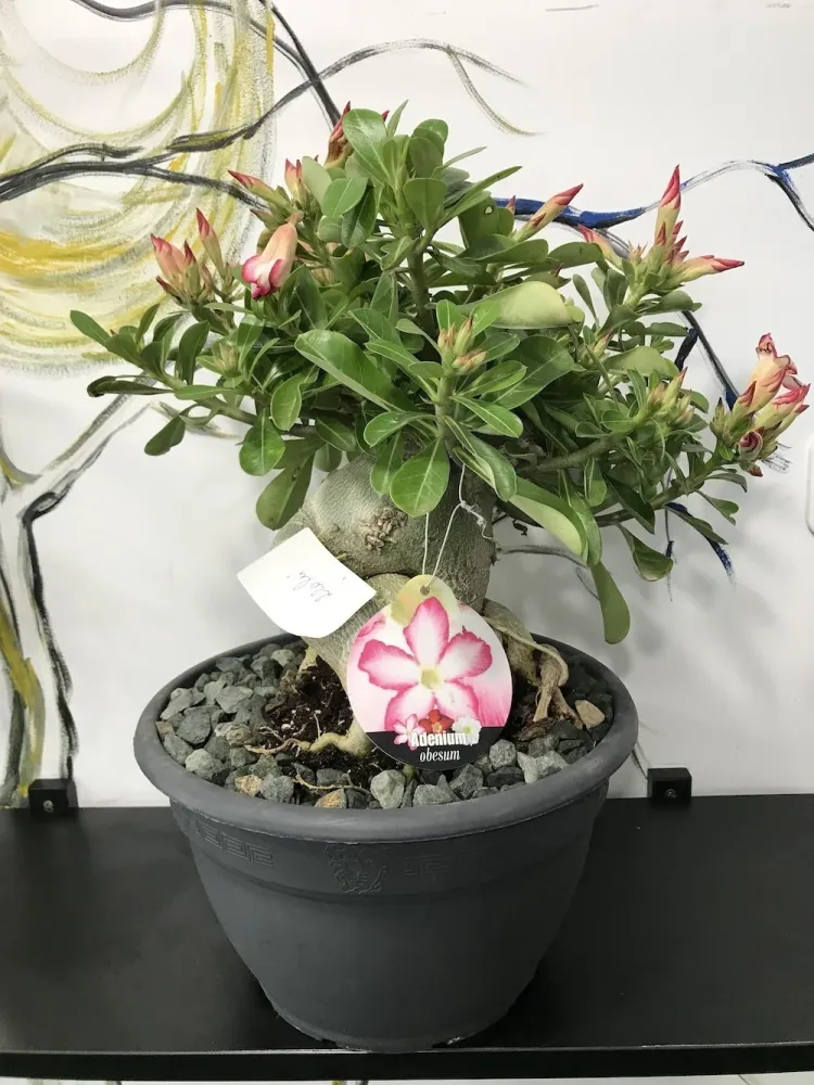 Bonsai cu flori - Trandafirul Desertului XXL