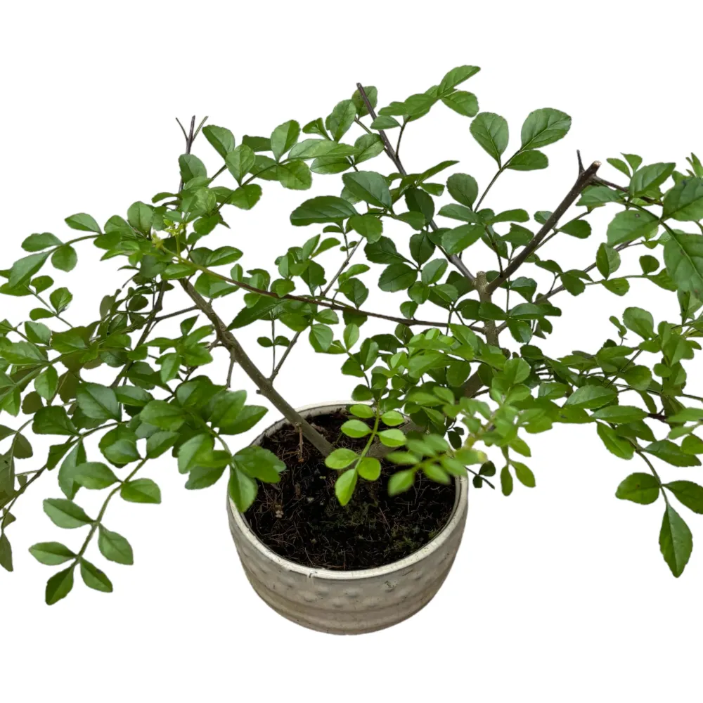Bonsai Frasin