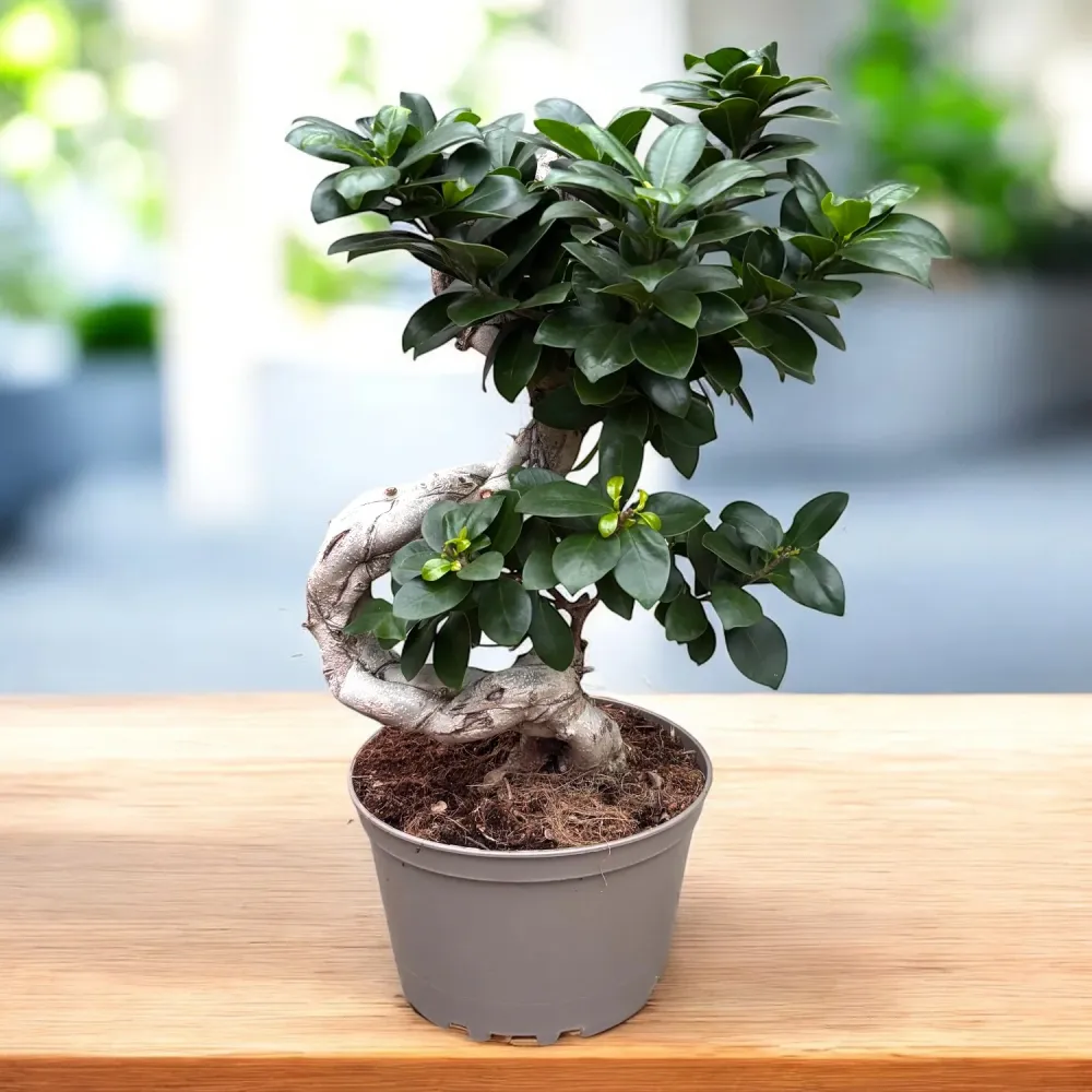 Bonsai Ginseng forma S