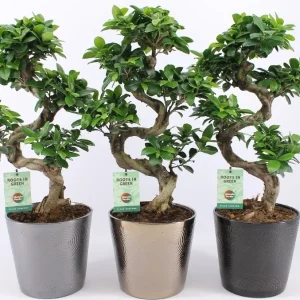 Bonsai Ginseng - forma S H60 cm