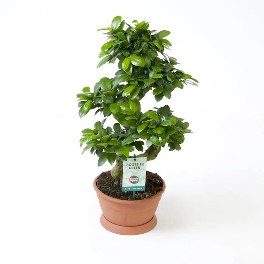 Bonsai Ginseng forma S H60cm