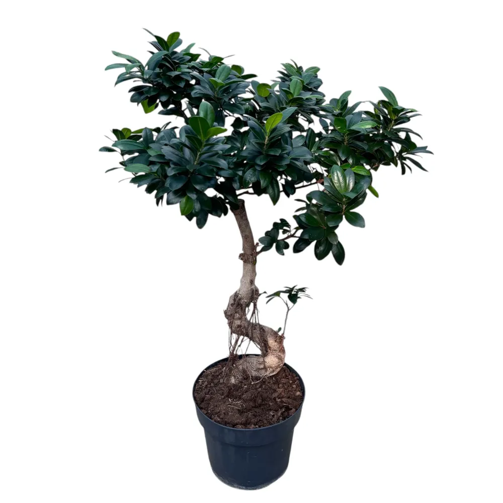 Bonsai Ginseng forma S H85