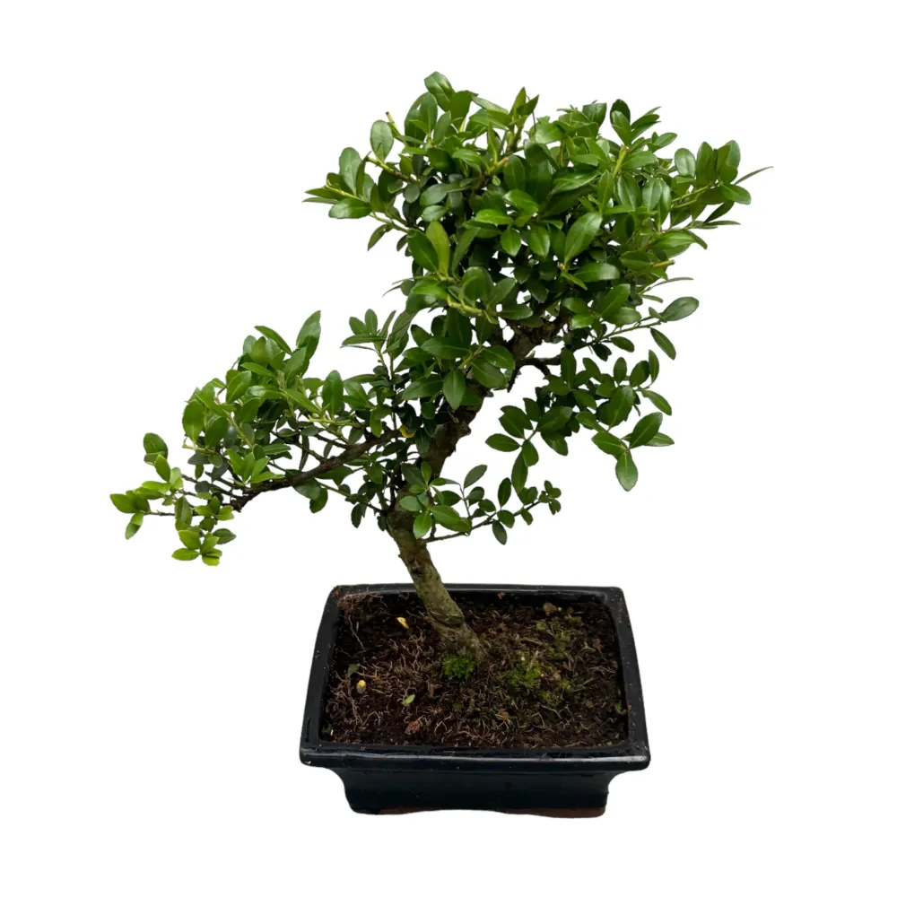 Bonsai Ilex (forma S)