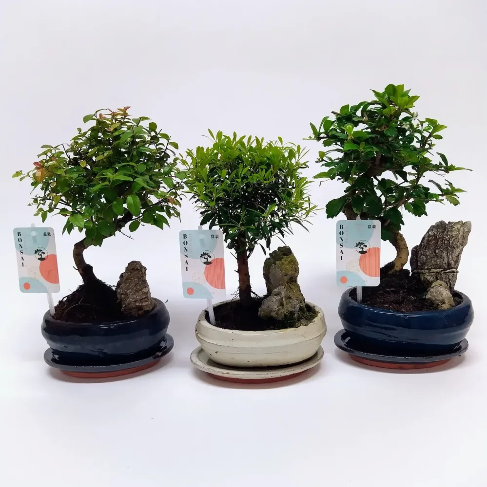 Bonsai 'Landscape' cu piatra