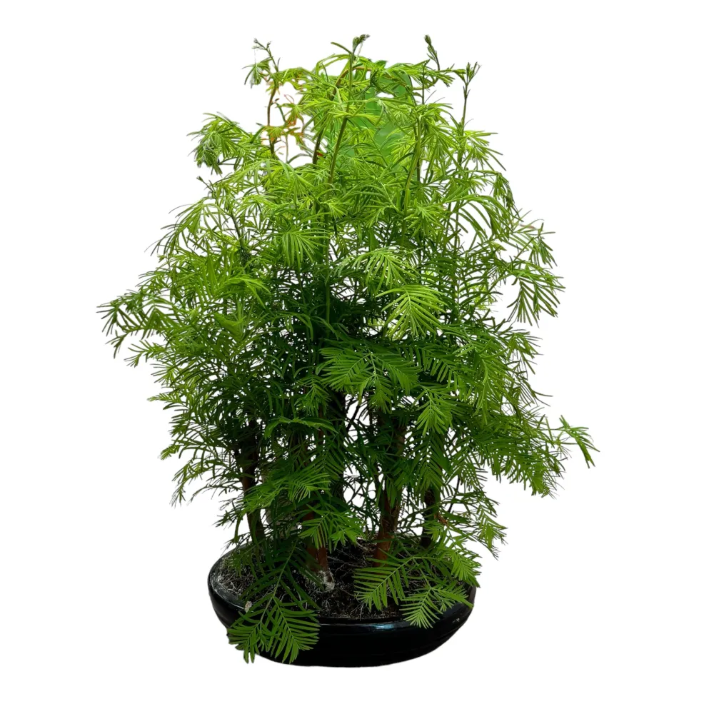 Bonsai Metasequoia forest