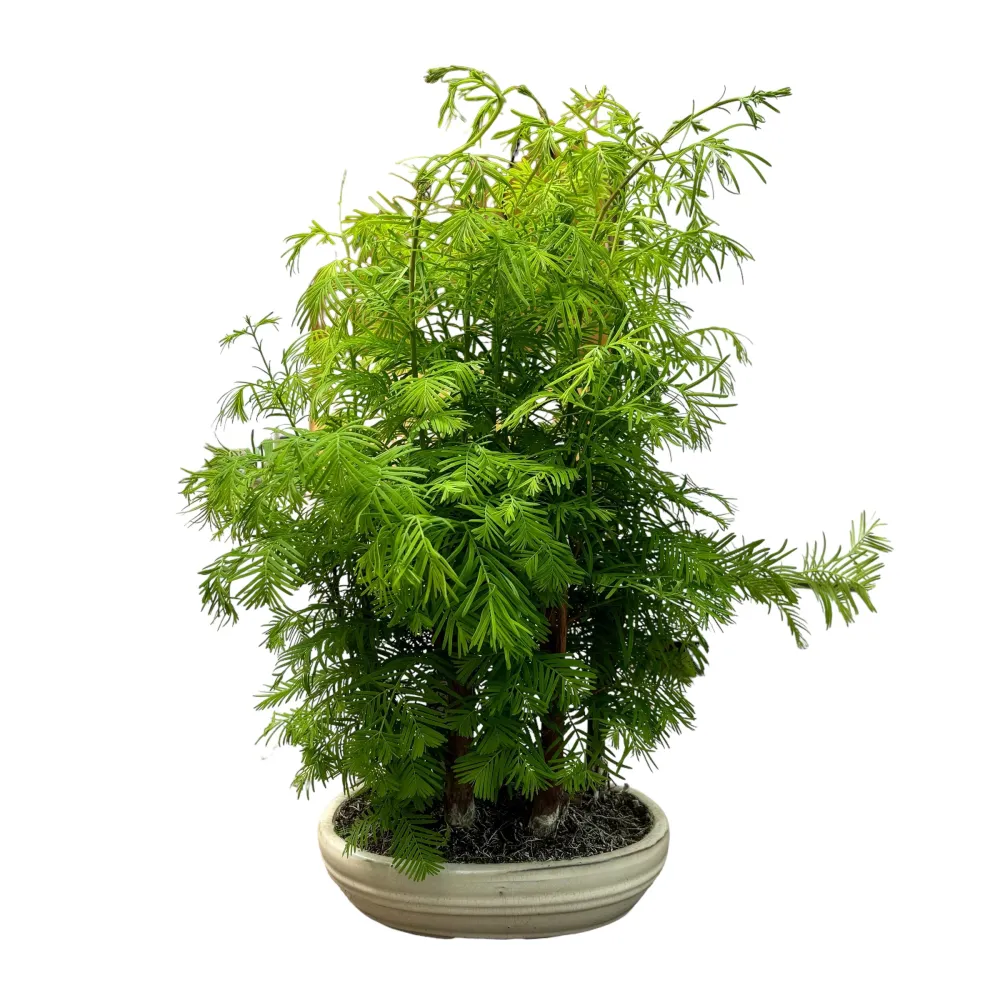 Bonsai Metasequoia forest