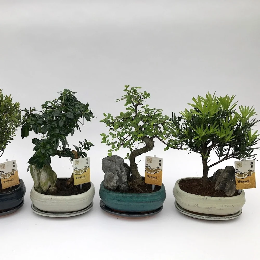 Bonsai cu piatra - mix specii (fara farfurie)