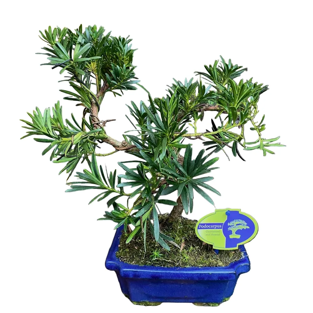 Bonsai Podocarpus sinensis