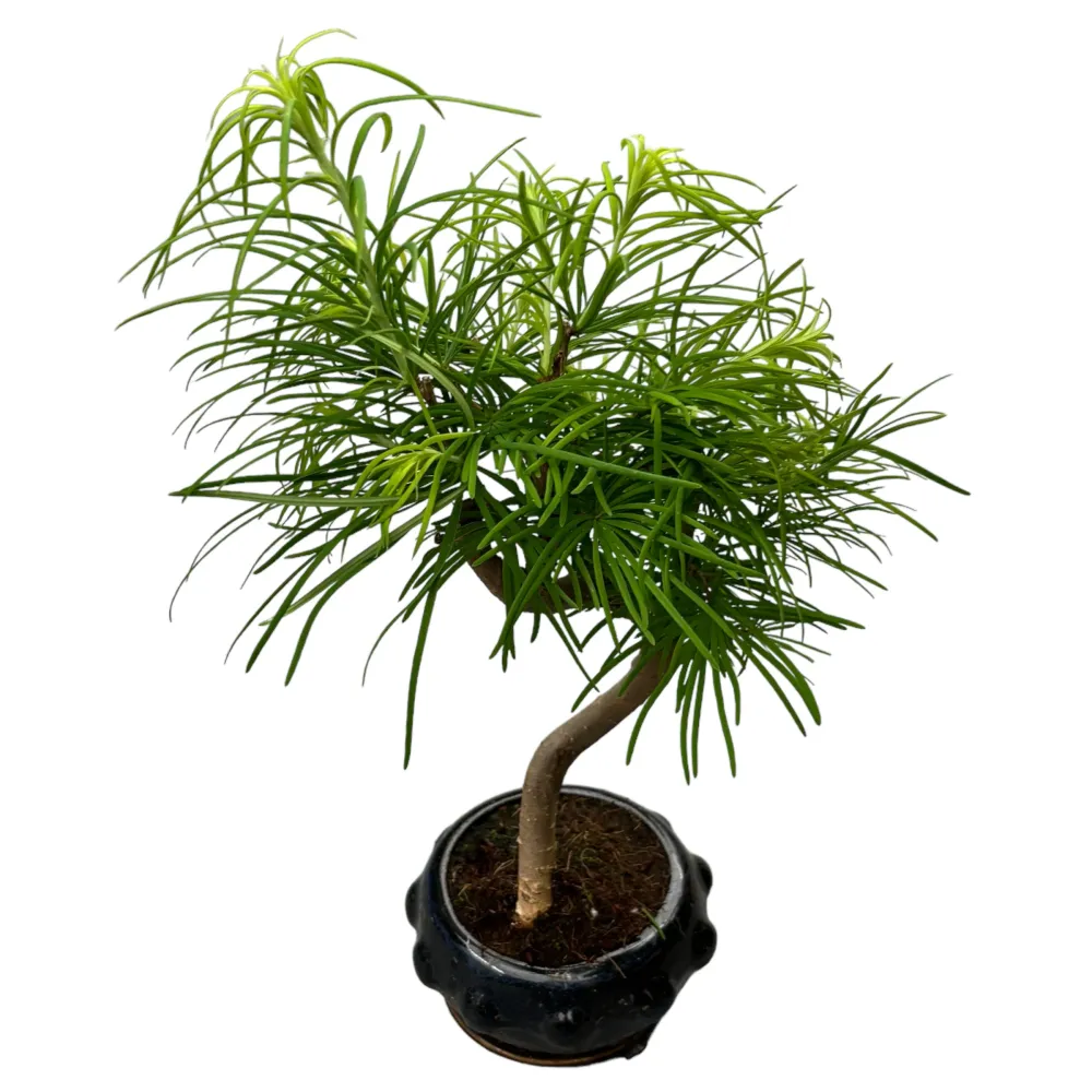 Bonsai Pseudolarix (forma S)