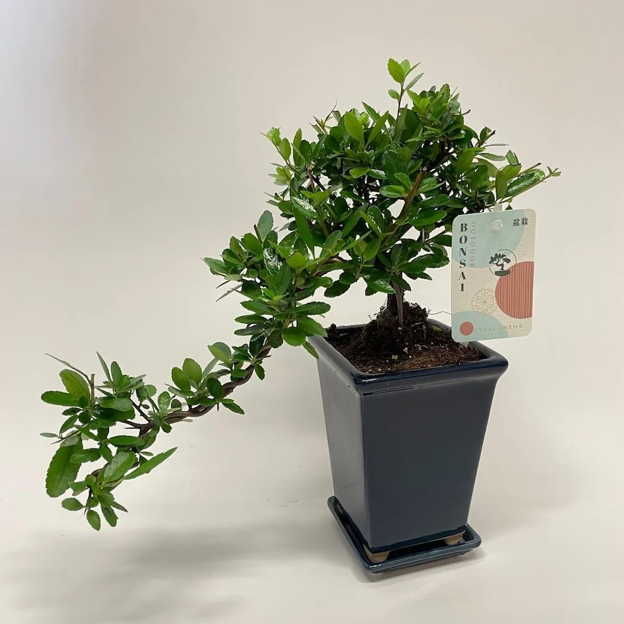 Bonsai Pyracantha 'Cascade' (cu farfurie)