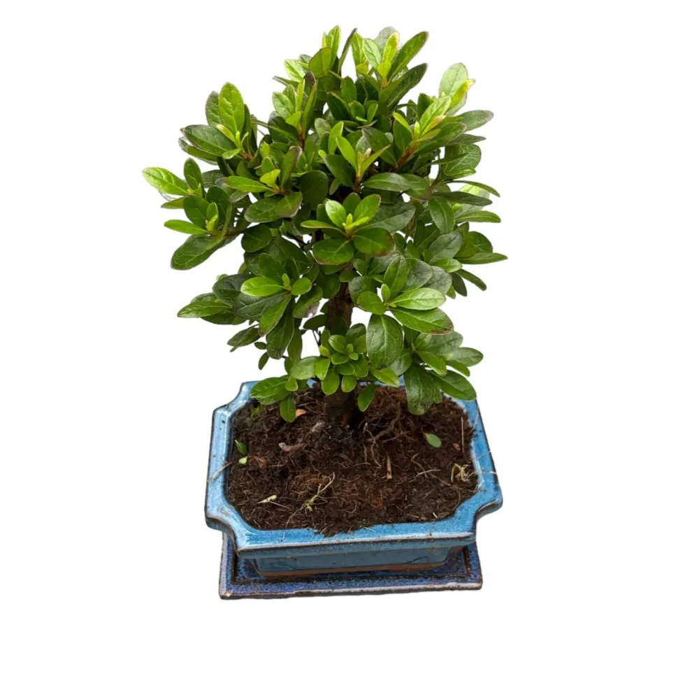 Bonsai Rhododendron