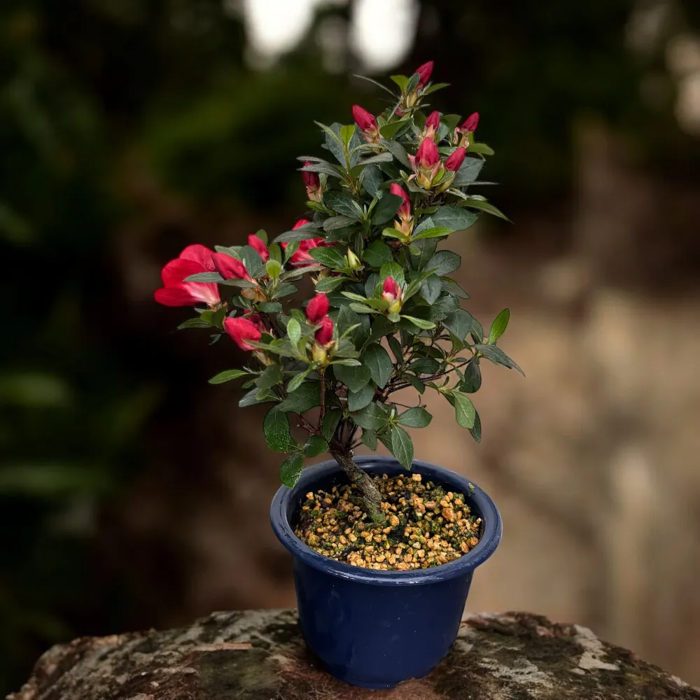 Bonsai Rhododendron indicum ‘Benibeni’ - Azalee japoneza cu flori rosii