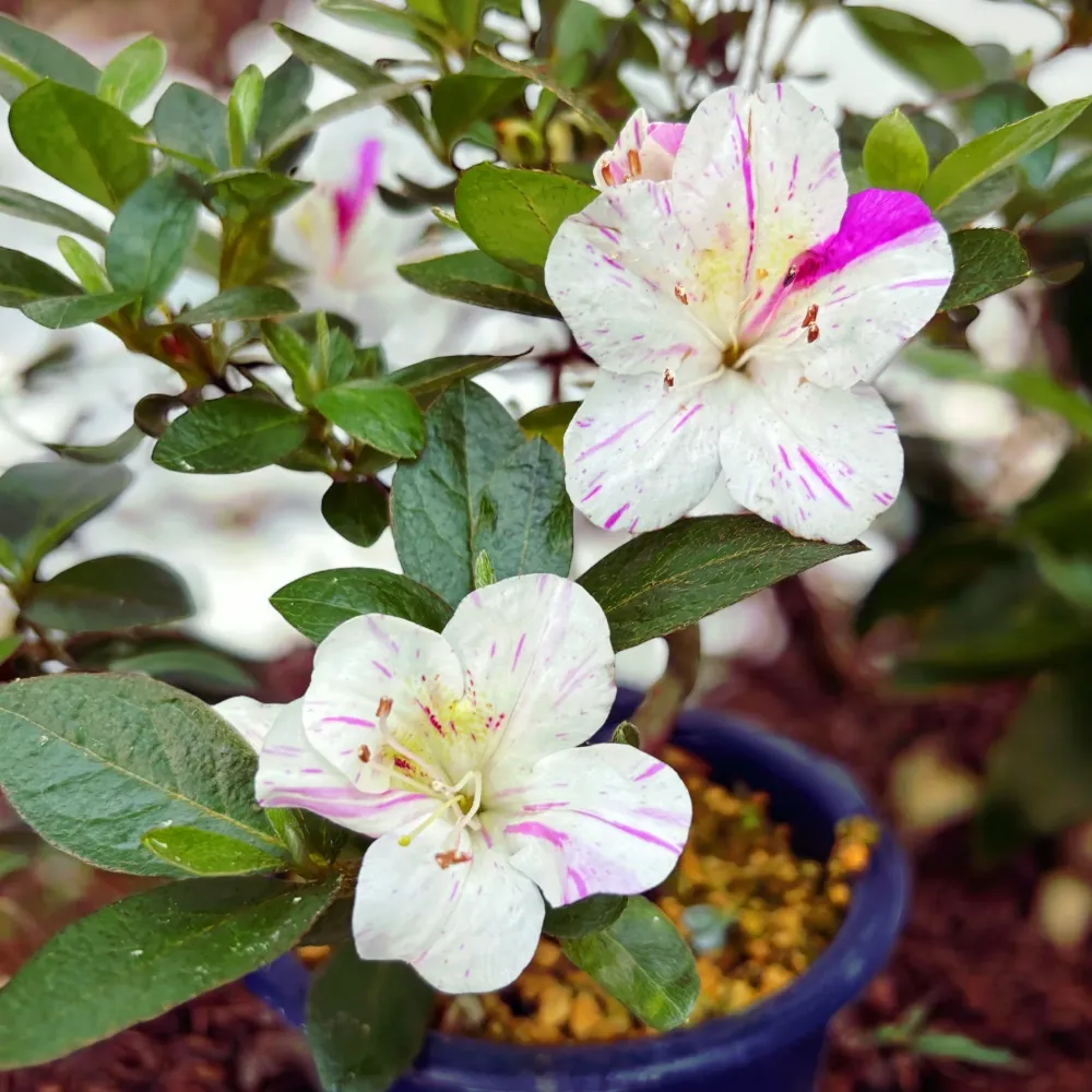 Bonsai Rhododendron indicum ‘Kamioyamakirin’ - Azalee japoneza cu flori bicolore