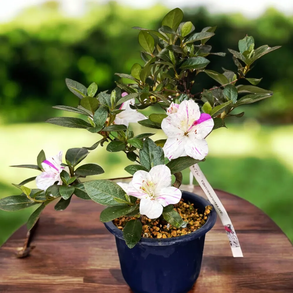 Bonsai Rhododendron indicum ‘Kamioyamakirin’ - Azalee japoneza cu flori bicolore