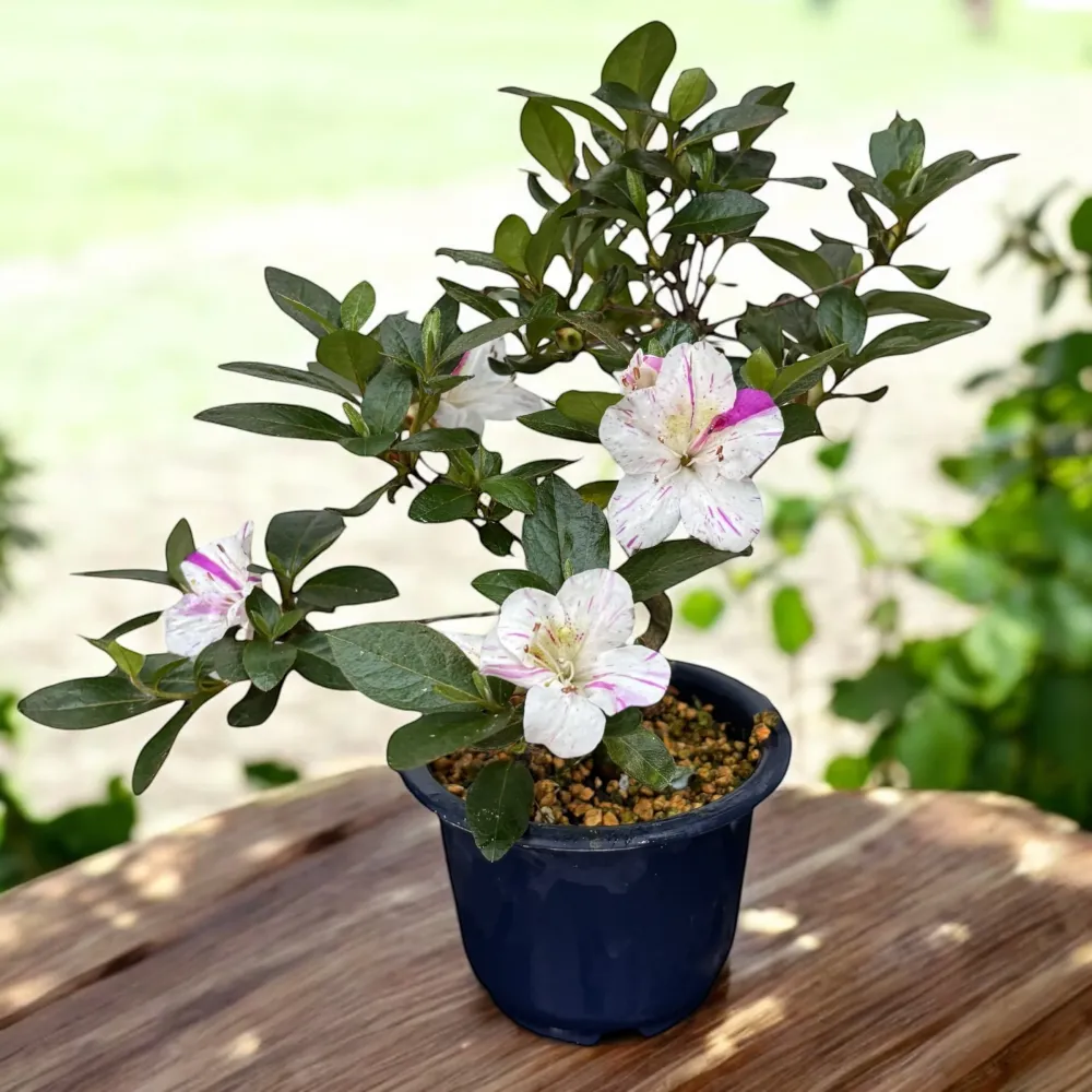 Bonsai Rhododendron indicum ‘Kamioyamakirin’ - Azalee japoneza cu flori bicolore