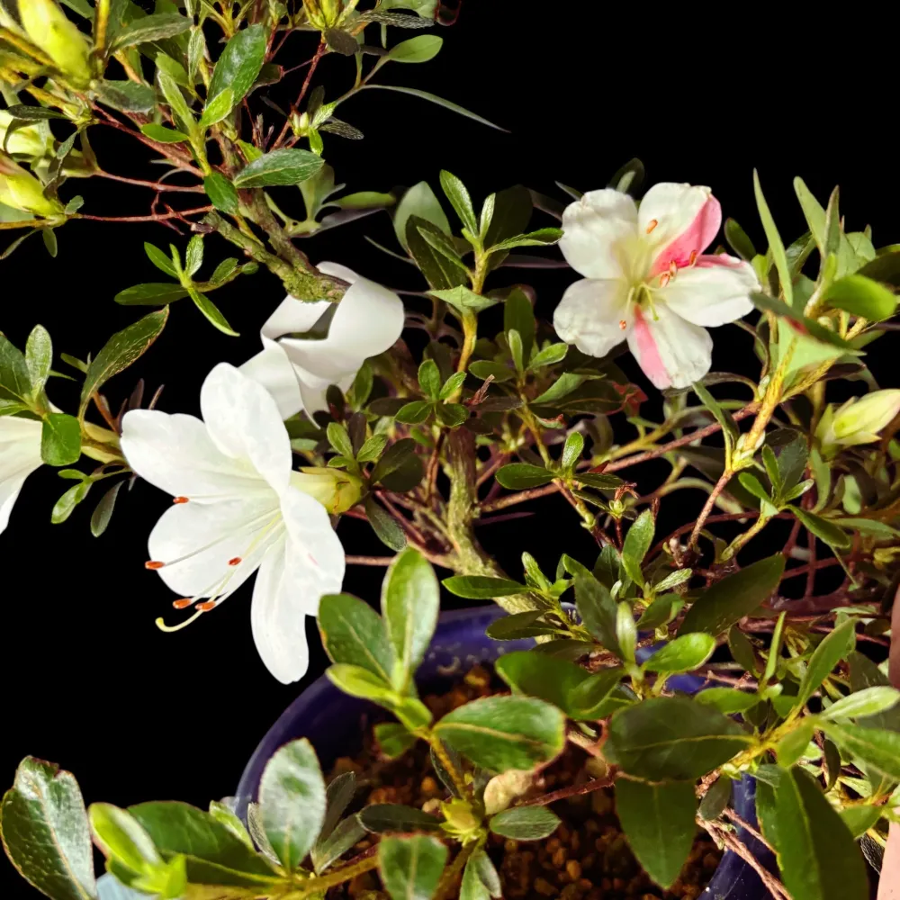 Bonsai Rhododendron ‘Matsunami’ - Azalee japoneza cu flori 3 culori