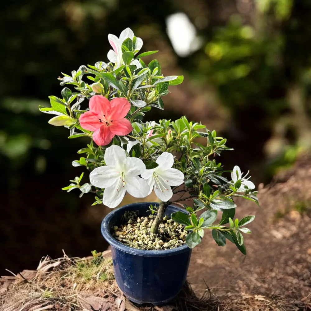 Bonsai Rhododendron ‘Matsunami’ - Azalee japoneza cu flori 3 culori