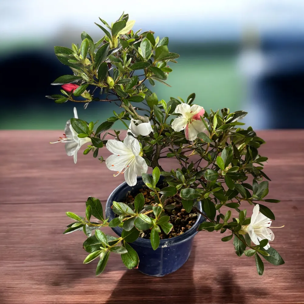 Bonsai Rhododendron ‘Matsunami’ - Azalee japoneza cu flori 3 culori