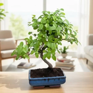 Bonsai Sageretia XL – bonsai tropical (forma S)