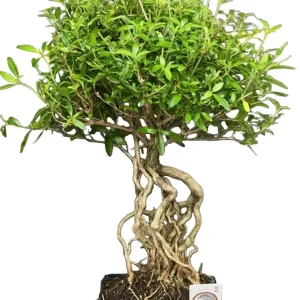Bonsai Serissa