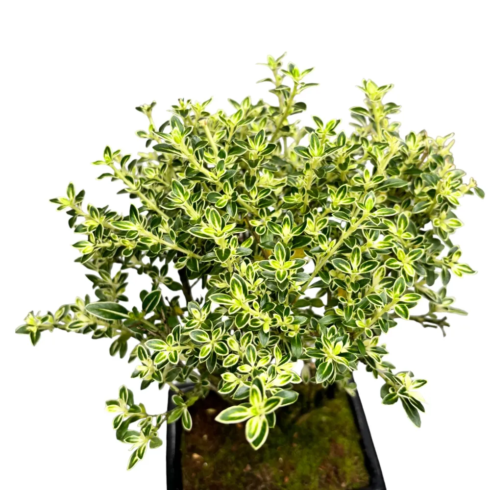Bonsai Serissa Variegata (bonsai de exterior) - Arborele de 1000 de stele