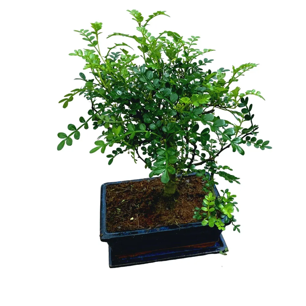 Bonsai Zanthoxylum piperitum (Chinese Pepper)
