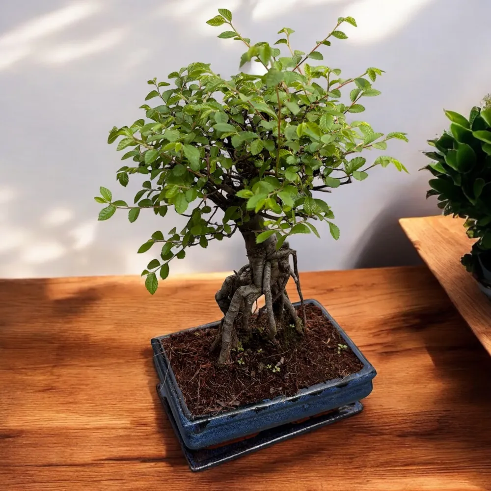 Bonsai Zelkova (Ulmul Japonez)