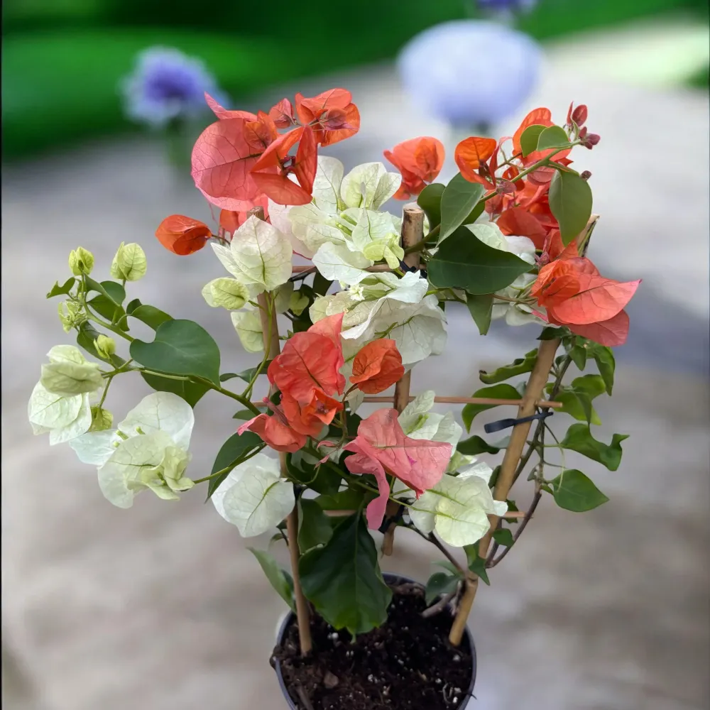 Bougainvillea alba & portocalie, Floarea de hartie (2 culori/ghiveci)
