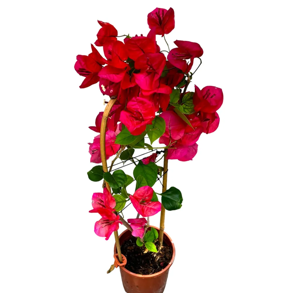 Bougainvillea 'Dania Red' (rosu-ciclam) - Floarea de hartie D12