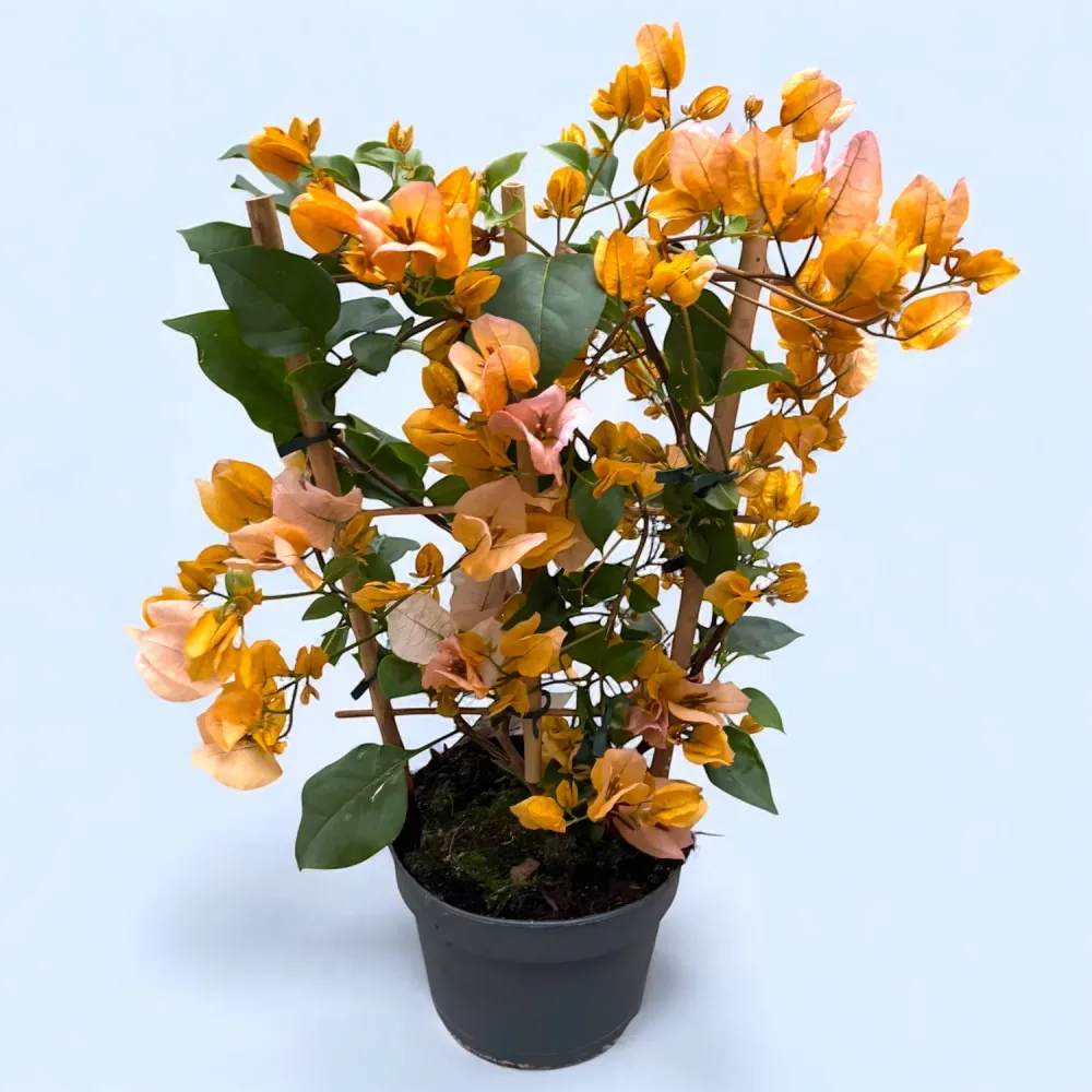 Bougainvillea 'Dania Yellow' - Floarea de hartie galbena