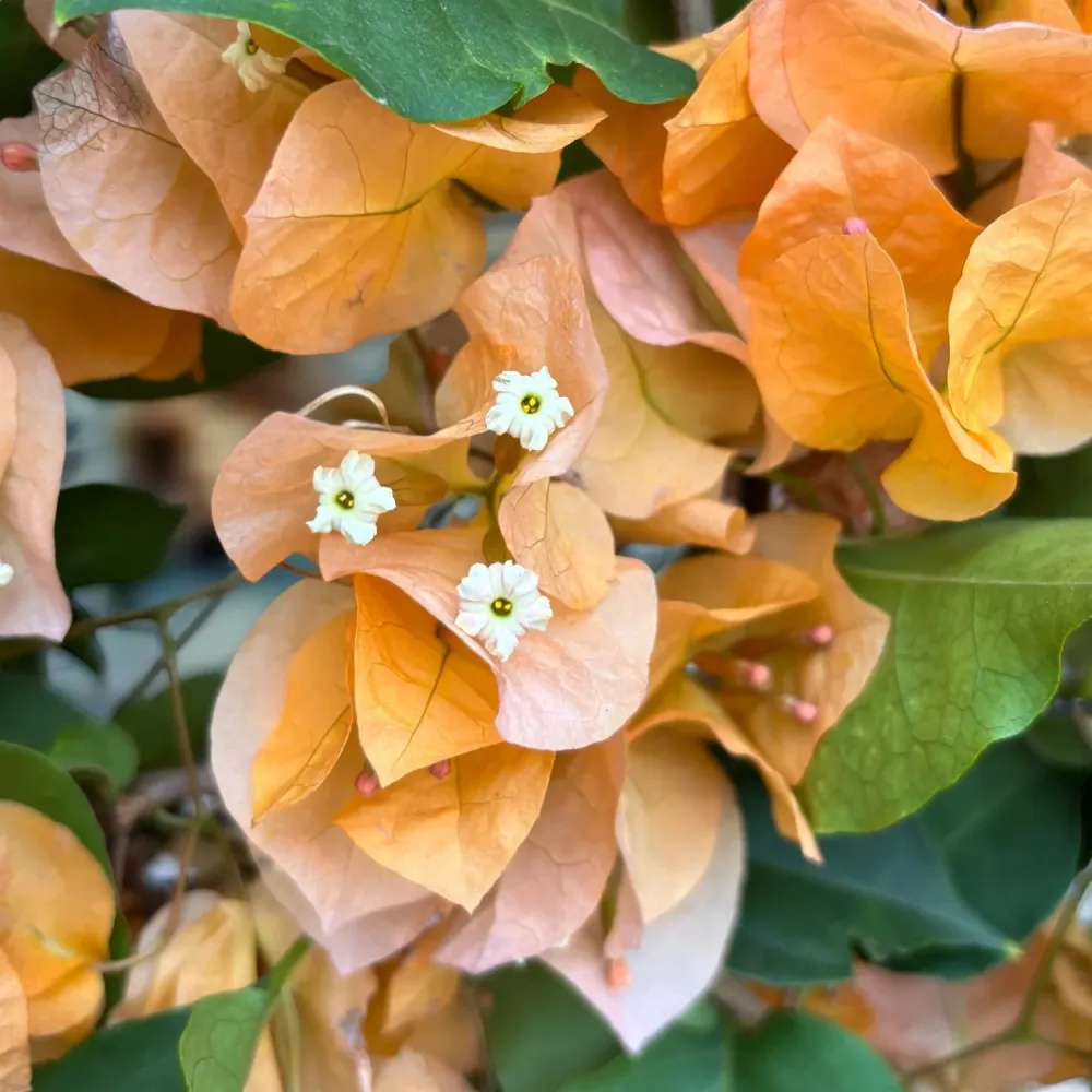 Bougainvillea 'Dania Yellow' - Floarea de hartie galbena