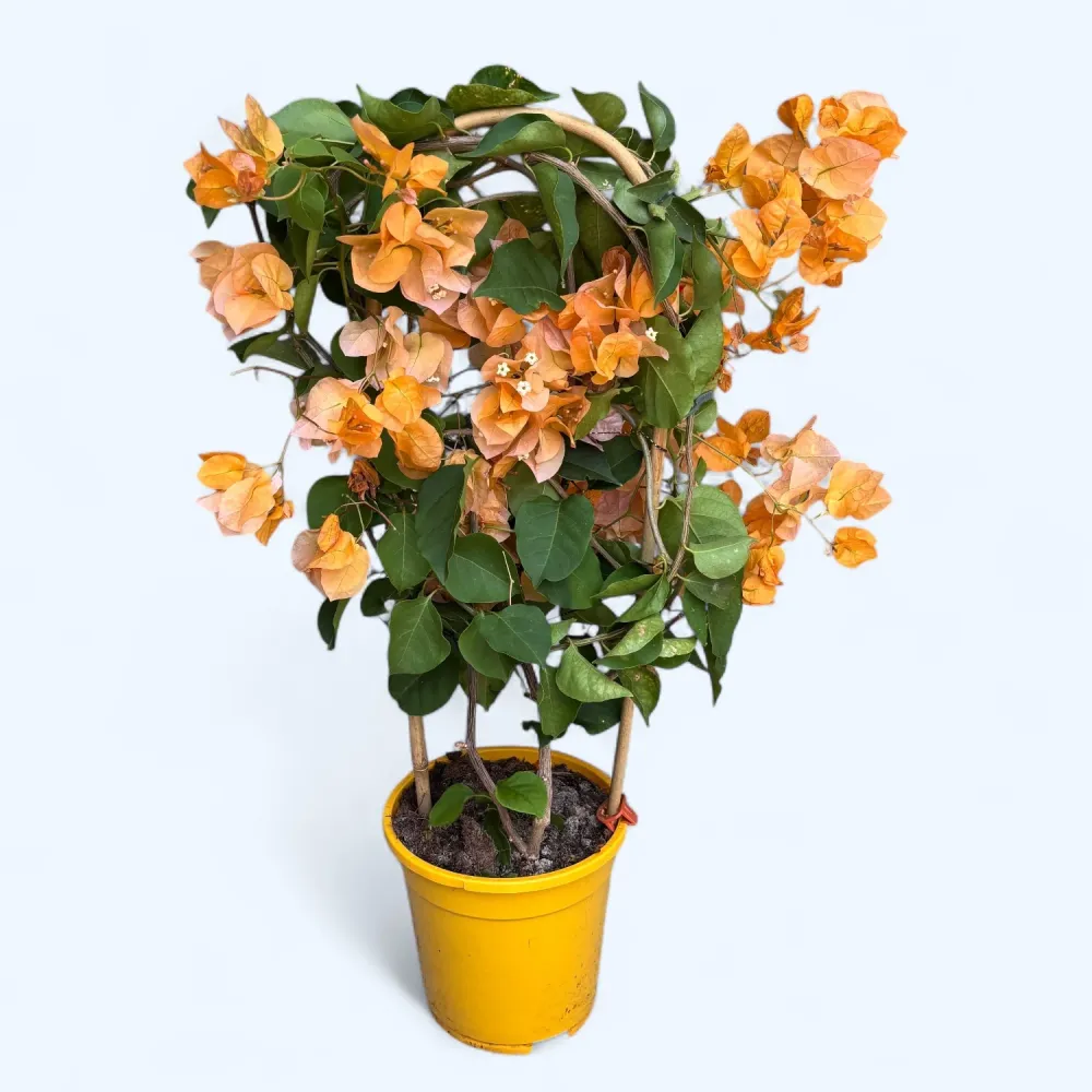 Bougainvillea 'Dania Yellow' - Floarea de hartie galbena